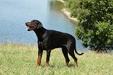 DOBERMANN 1051